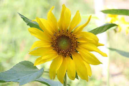 Sunflowersの写真素材