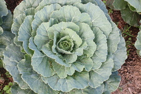 cabbage in the gardenの写真素材