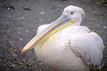 Great white pelicanの写真素材