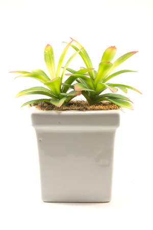 Home decoration, Artificial trees in a vase on a white background, close-upの写真素材