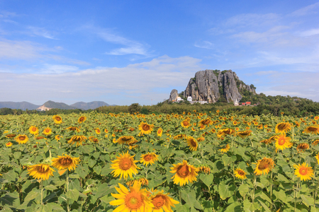 Sunflower field at Khao Jeen Lae, Lopburi, Thailandの写真素材