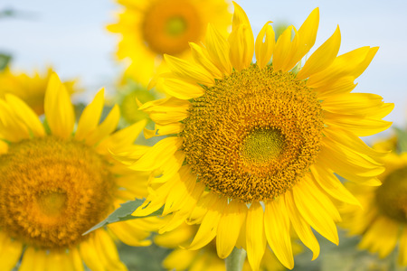 Sunflower field at Khao Jeen Lae, Lopburi, Thailandの写真素材