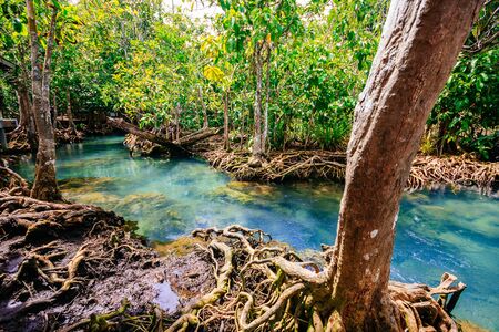 The root and crystal stream. freshwater meets with seawater of Tha Pom Khlong Song Nam, Kra-bi province, Thailandの写真素材