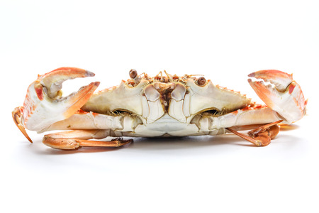 Steamed craps isolated on a white background, Closed upの写真素材