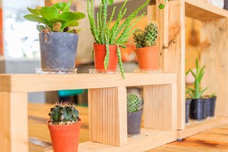 Wood shelf with cactus collection in flower pot in colorful flower pots on wooden tableの写真素材