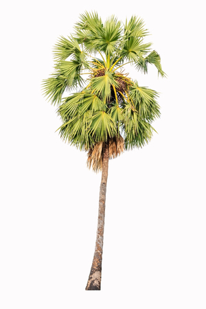 Borassus flabellifer known by several common names, including Asian Palmyra palm, Toddy palm, Sugar palm, or Cambodian palm, isolated on white backgroundの写真素材