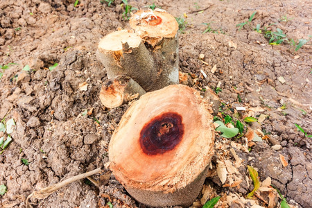 tree stump from cut down trees in the tropical gardenの写真素材