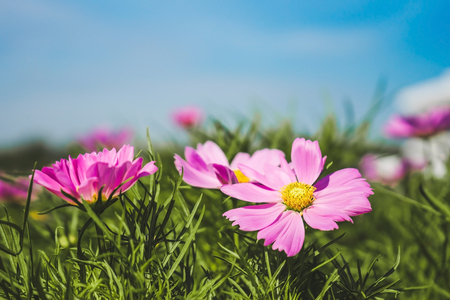 close up pink cosmos flower in the garden with blurred backgroundの写真素材
