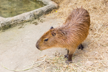 A Capybara (hydrochoerus hydrochaeris) walking on bare ground against a blurred natural backgroundの写真素材