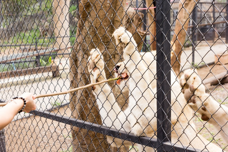 A white Tiger eats meat in a zoo cageの写真素材