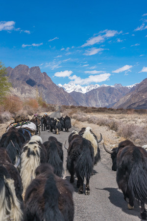 Wild yak walking the road on the way to turtuk of background mountain landscape against blue sky in Leh, Ladakh, India.の写真素材