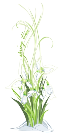 Bunch of snowdrops on the white backgroundのイラスト素材