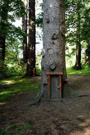 Little wooden fairy tale door in a tree trunk in the magic forestの写真素材