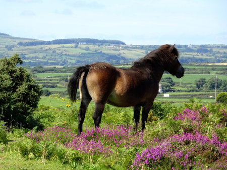 Pony on Murlough National Nature Reserve, County Down, Northern Irelandの写真素材