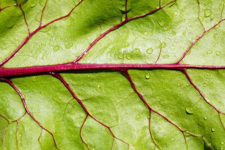 Closeup of fresh beetroot leaf with water dropsの写真素材