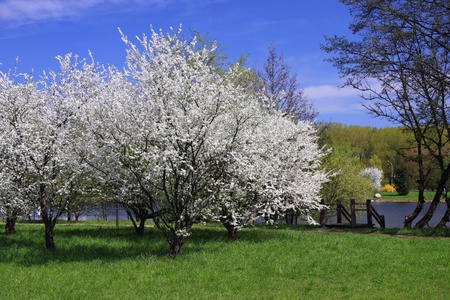 Blossoming trees in spring on river bank 