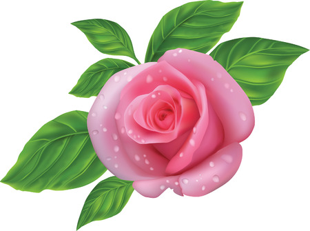 pink rose with green leaves on a white backgroundのイラスト素材