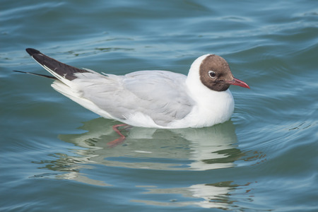 Black headed gullの写真素材