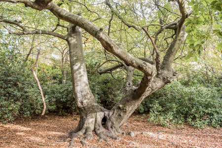 Gnarled tree woodland settingの写真素材