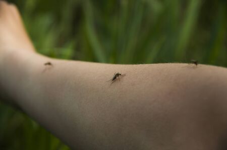 three female mosquito sitting on a handの写真素材