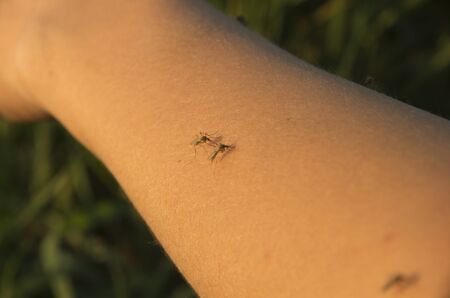 female mosquito sitting on a hand