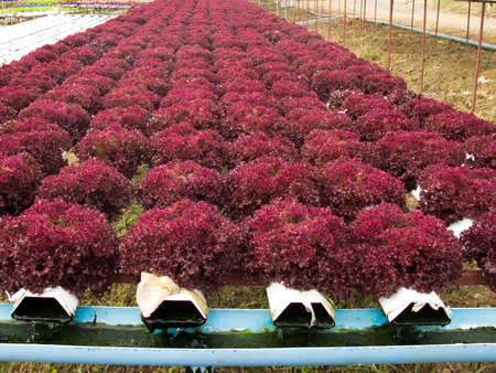 vegetable plotの写真素材