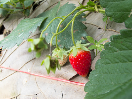 fresh strawberry in the gardenの写真素材