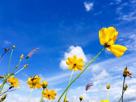 Yellow flowers of summer.の素材