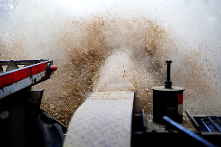Harvesting crop process in rural India.の写真素材