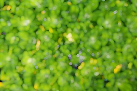 Bokeh Green Leaves Backgroundの写真素材