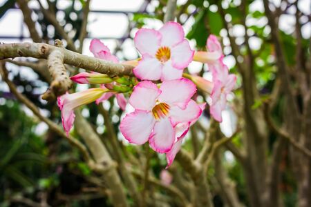 Chinese Rose, Pink Hibiscus, Pink Flower, Pink Champaca, Chabaの写真素材