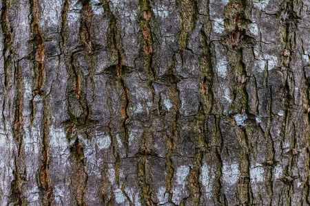 Wood Texture, Detailed texture of lit poplar bark, old large poplar trunk, The bark of tree