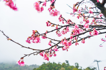 Cherry Blossom in the morning, Blooming Pink Japanese Sakura against sun sky and foggy mountains on rainy dayの写真素材