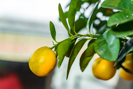 Fresh Mandarin Oranges fruit with leaves on Mandarin tree, Chinese New Year conceptの写真素材