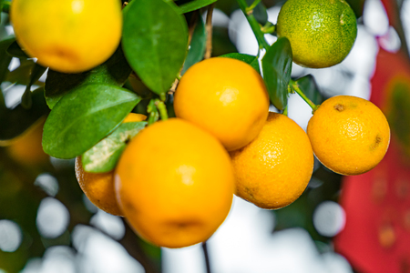 Fresh Mandarin Oranges fruit with leaves on Mandarin tree, Chinese New Year conceptの写真素材
