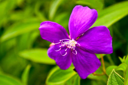 Tibouchina Granulosa / Purple Glory Bushの写真素材