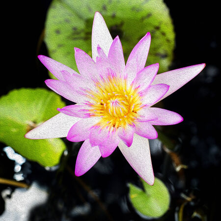 Lotus  flowerの写真素材