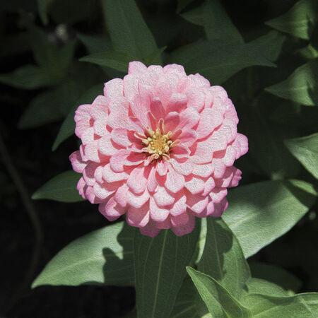 GERBERA Flowerの写真素材