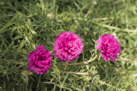 Common Purslane, Verdolaga, Pigweed, Little Hogweed , Pusley flowerの写真素材
