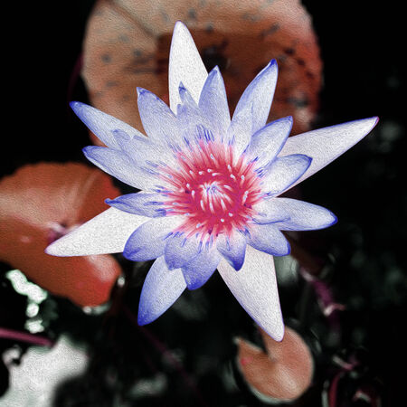 Lotus  flowerの写真素材