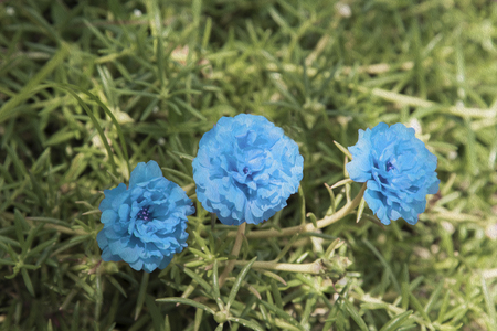 Common Purslane, Verdolaga, Pigweed, Little Hogweed , Pusley flowerの写真素材