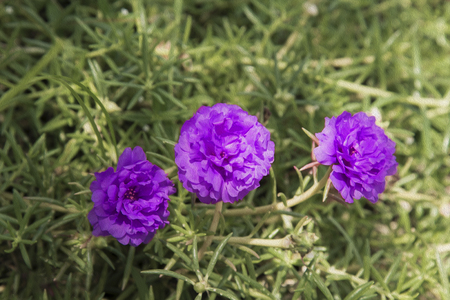 Common Purslane, Verdolaga, Pigweed, Little Hogweed , Pusley flowerの写真素材