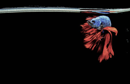 Siamese fighting fishの写真素材