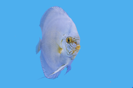 Golden Turquoise,Green SSumoの写真素材