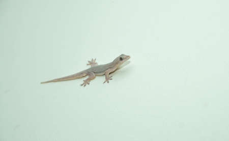 House lizard or little gecko on a white wall in selective focusの写真素材