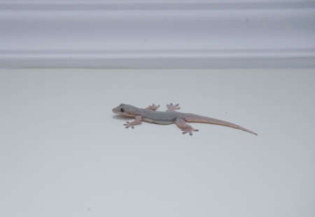 House lizard or little gecko on a white wall in selective focusの写真素材