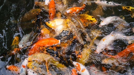 Feeding to many koi fish by hand in the fish big pondsの写真素材
