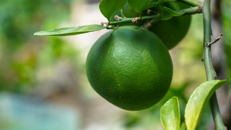 Raw green orange on treeの写真素材