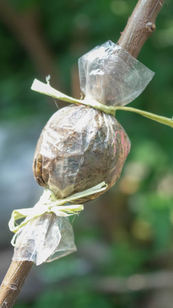 Plastic bag hanging on a tree in the garden, Thailand.の写真素材