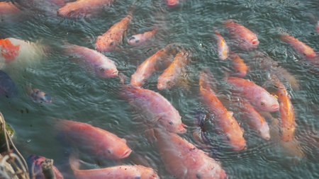 Koi fish in the pond. Fish farming in south korea.の写真素材